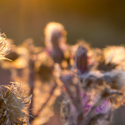 Thumbnail: Unscharfes Bild von vielen Blumen.